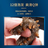 官妃燕 国标海参(250g) 商品缩略图5