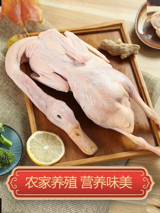 正宗三年老鸭1.1千克左右/只 商品图0