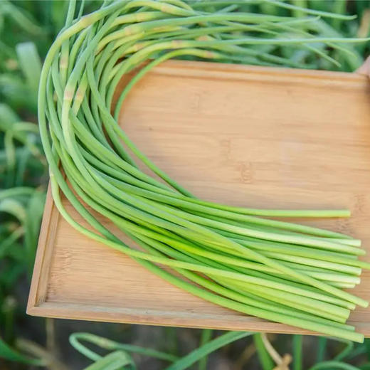 生态蒜苔（有机认证大蒜抽苔） 商品图4