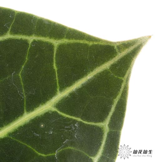 掌 | 水晶花烛叶【5度以下低温地区不建议购买 ，轻微瑕疵不售后】 商品图1