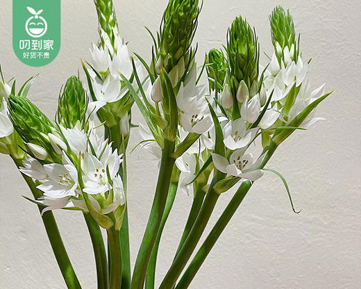 【预售-4月13日配送】白色雀梅花束（10支/束） 商品图3