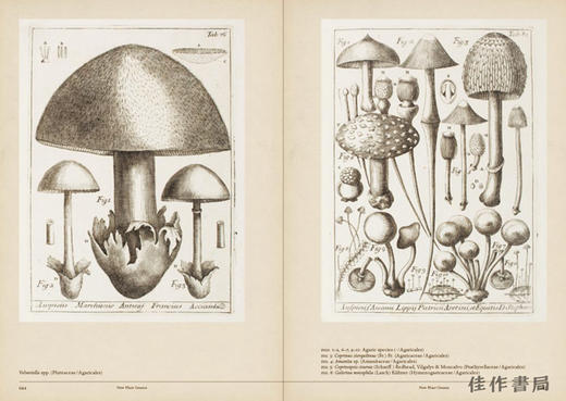 Mushroom Botanical Art / 蘑菇植物艺术 商品图3