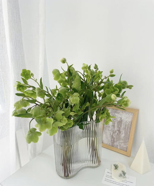 【超长待机】菟葵（单瓣）绿色 约5枝/扎 商品图0