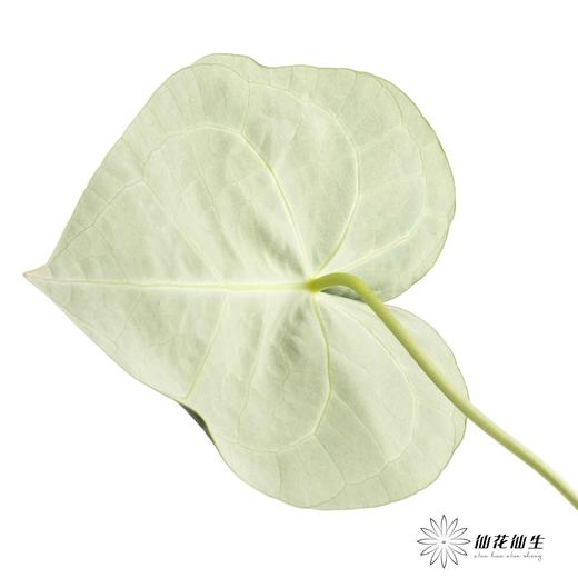 掌 | 水晶花烛叶【5度以下低温地区不建议购买 ，轻微瑕疵不售后】 商品图3
