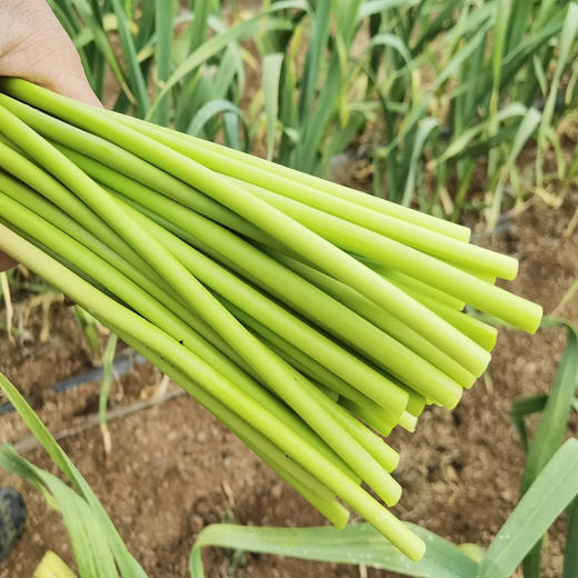 生态蒜苔（有机认证大蒜抽苔） 商品图3