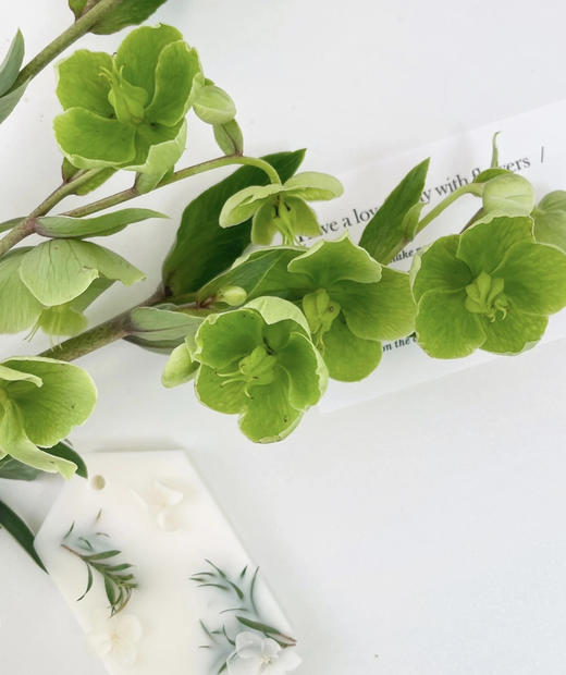 【超长待机】菟葵（单瓣）绿色 约5枝/扎 商品图5