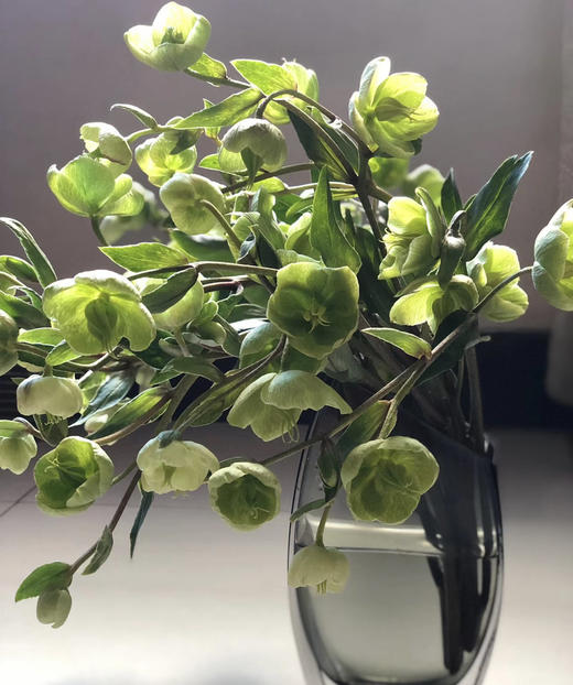 【超长待机】菟葵（单瓣）绿色 约5枝/扎 商品图7