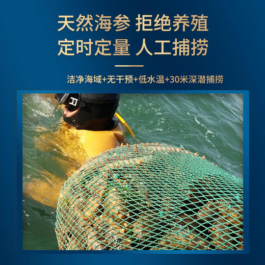 官妃燕 国标海参(250g) 商品图3