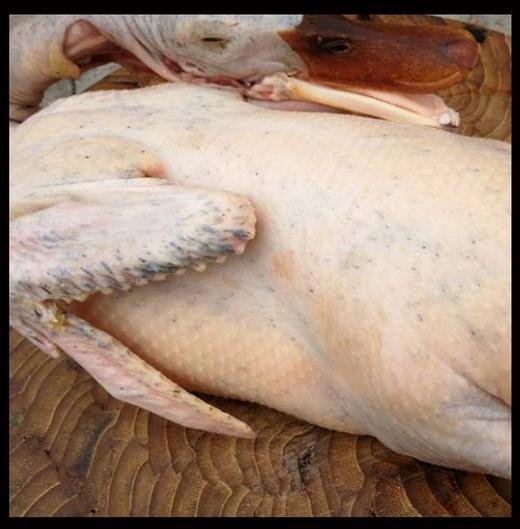 正宗三年老鸭1.1千克左右/只 商品图1