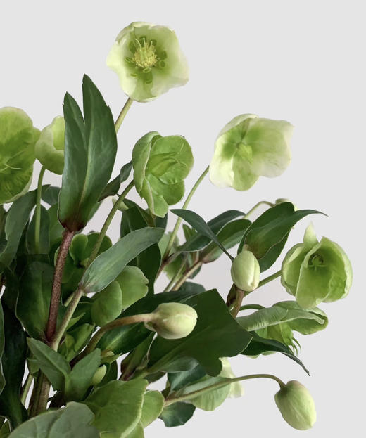 【超长待机】菟葵（单瓣）绿色 约5枝/扎 商品图3