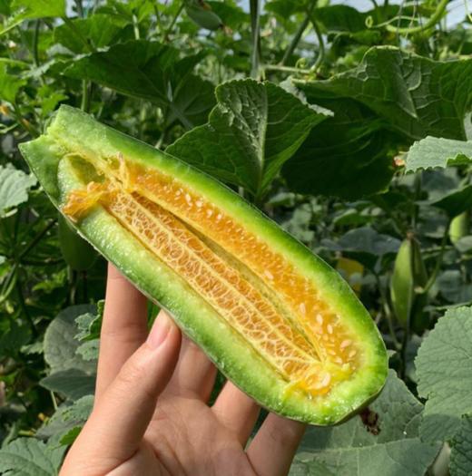 【秒杀 预售5月5日后发货】博洋61号山东羊角蜜2.8-3斤（约2-4个） 商品图1