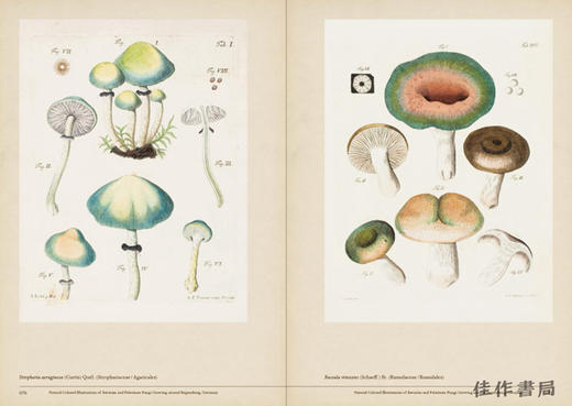 Mushroom Botanical Art / 蘑菇植物艺术 商品图2