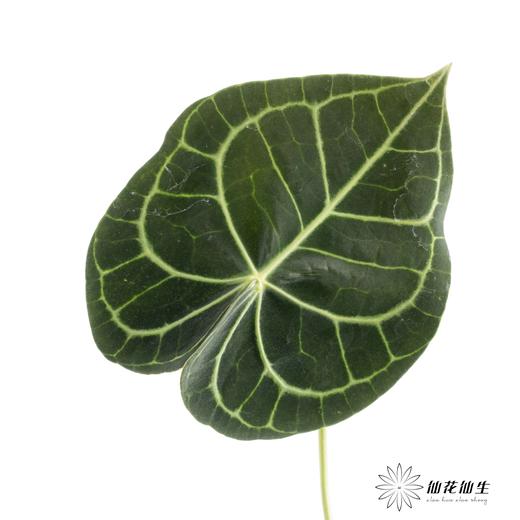 掌 | 水晶花烛叶【5度以下低温地区不建议购买 ，轻微瑕疵不售后】 商品图4