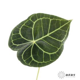 掌 | 水晶花烛叶【5度以下低温地区不建议购买 ，轻微瑕疵不售后】