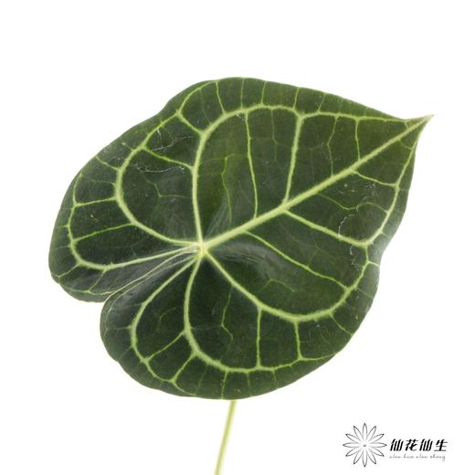 掌 | 水晶花烛叶【5度以下低温地区不建议购买 ，轻微瑕疵不售后】 商品图0