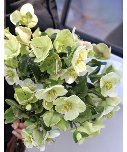 【超长待机】菟葵（单瓣）绿色 约5枝/扎 商品图4