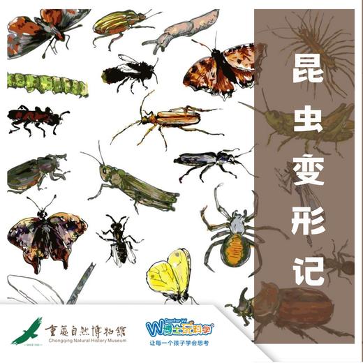 【重庆自然博物馆】昆虫变形记 商品图0