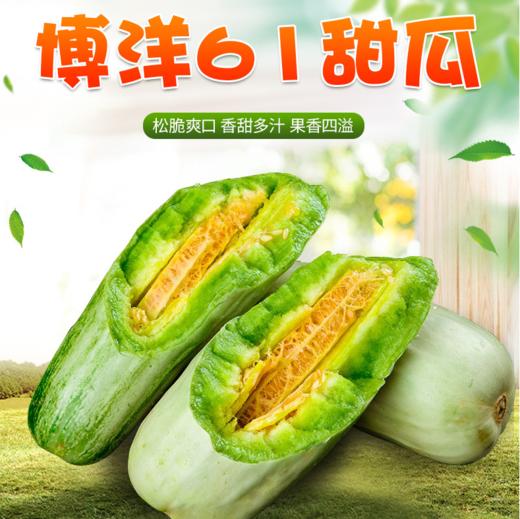 【秒杀 预售5月5日后发货】博洋61号山东羊角蜜2.8-3斤（约2-4个） 商品图0