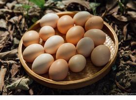 土鸡蛋 10个起售