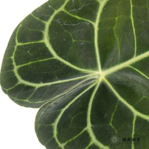 掌 | 水晶花烛叶【5度以下低温地区不建议购买 ，轻微瑕疵不售后】 商品图2
