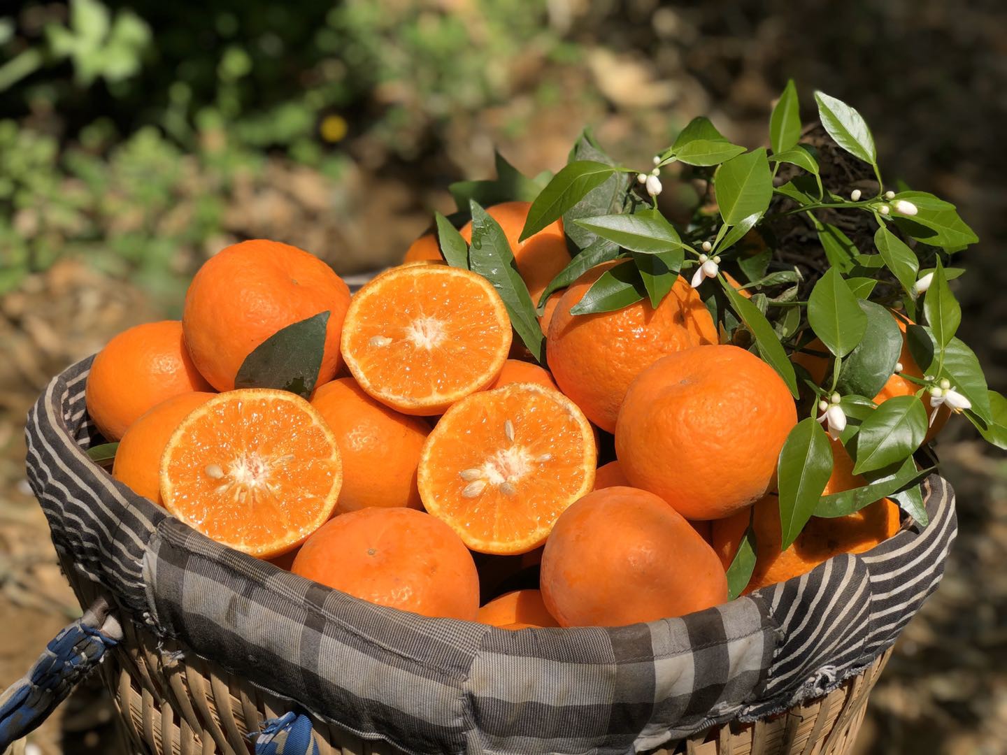 攀枝花超甜沃柑