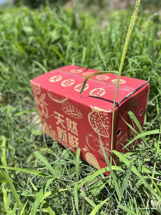 攀枝花超甜沃柑 商品图2