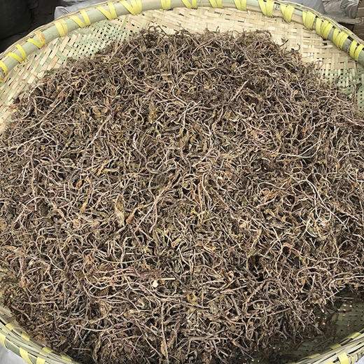 垂盆草 商品图4