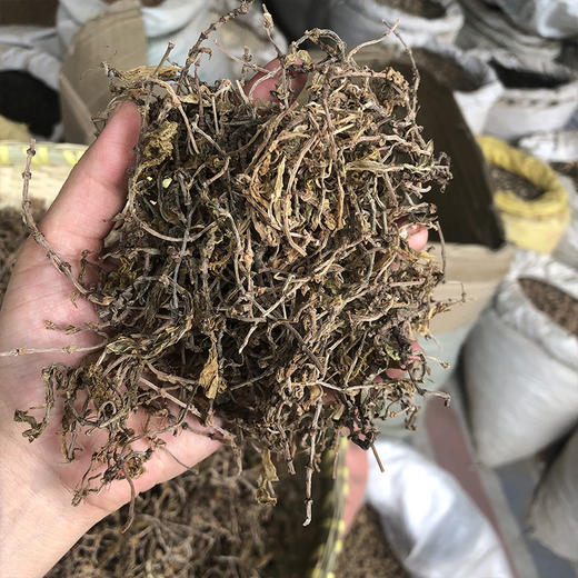 垂盆草 商品图2