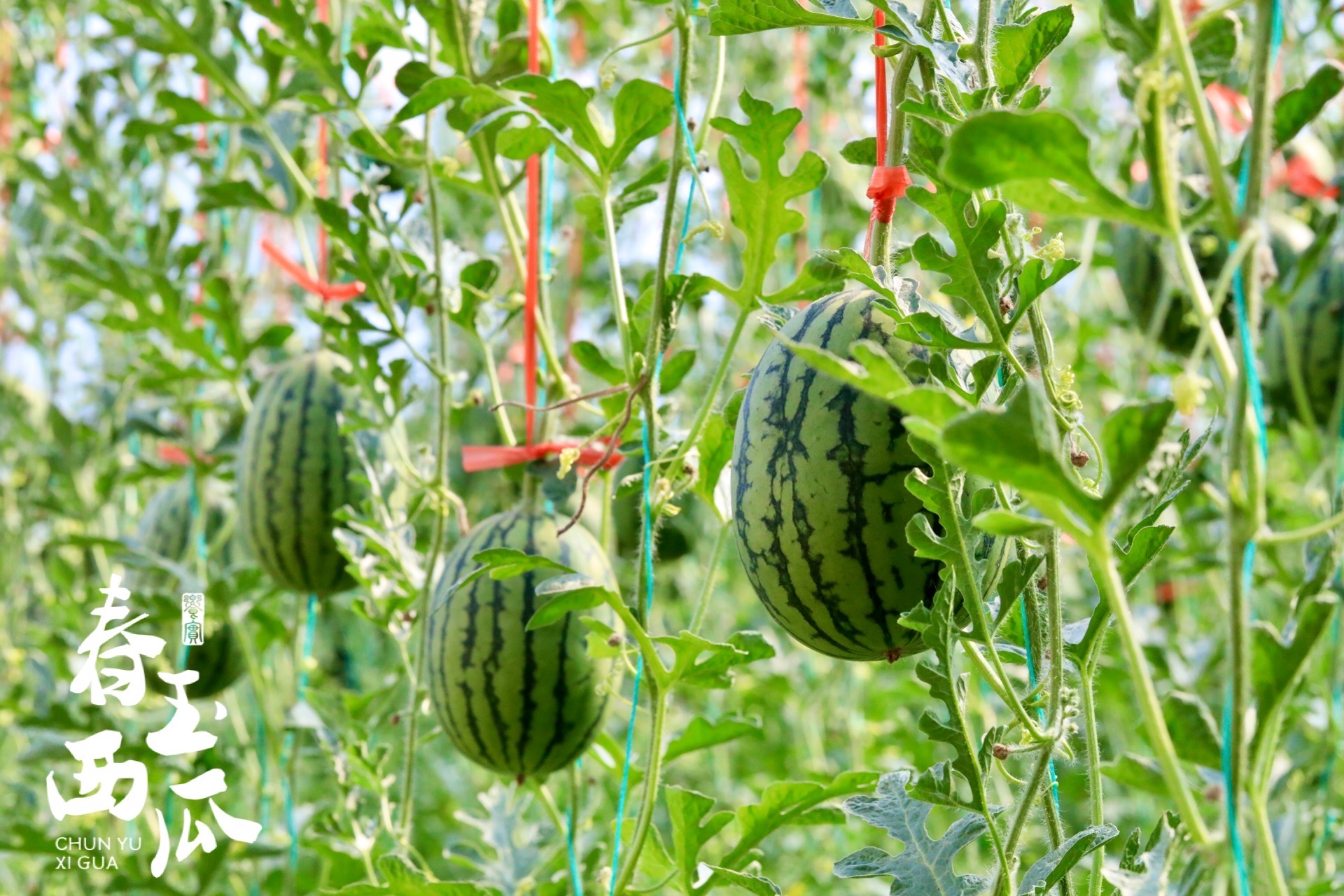 【高糖春玉西瓜 /金玉西瓜48小时发货 礼盒装】可徒手剥皮，精致个头，果肉红艳，水分足，甘甜如冰糖，吊瓜种植