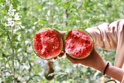 【高糖春玉西瓜 /金玉西瓜48小时发货 礼盒装】可徒手剥皮，精致个头，果肉红艳，水分足，甘甜如冰糖，吊瓜种植 商品图2