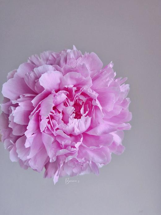 【晴雯重瓣大芍药】5支/份 第二份减10元 商品图1