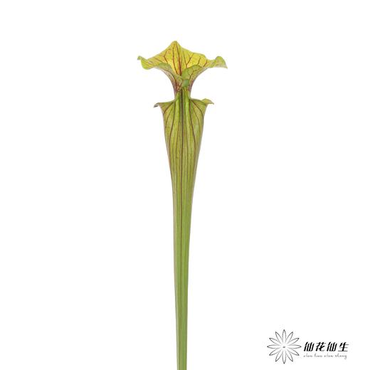 配花 | 大盖子瓶子草 商品图1