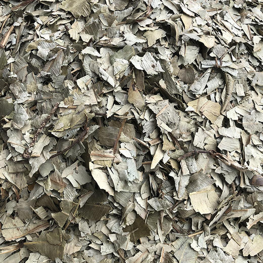 灯台叶 商品图2