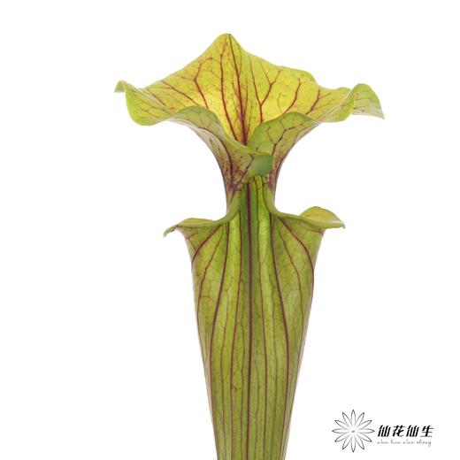 配花 | 大盖子瓶子草 商品图3