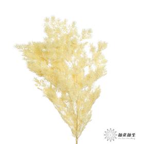 永生花材 | 蓬莱松香槟