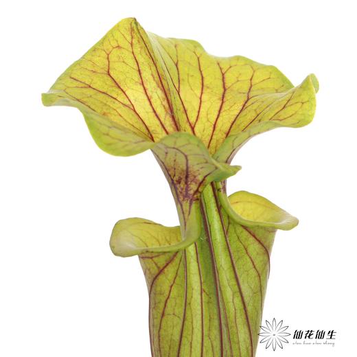 配花 | 大盖子瓶子草 商品图2