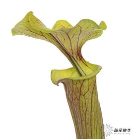 配花 | 大盖子瓶子草