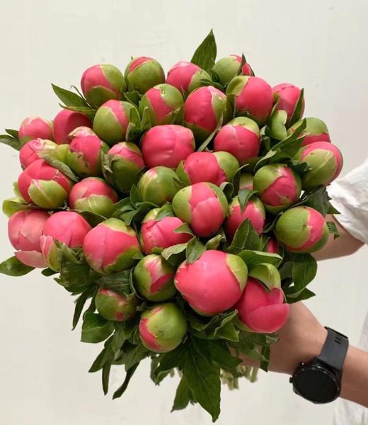 夏威夷珊瑚 10枝 团购（不支持用券） 商品图1