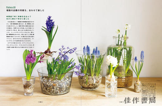 Bulbous Plants / バルバス?プランツ ‐球根植物の愉しみ‐ / 球根植物 商品图3