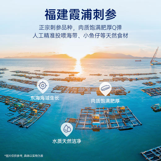 【限时特惠】-月套餐 官栈鲜炖海参·6Q霞浦刺参滋补海参 商品图3