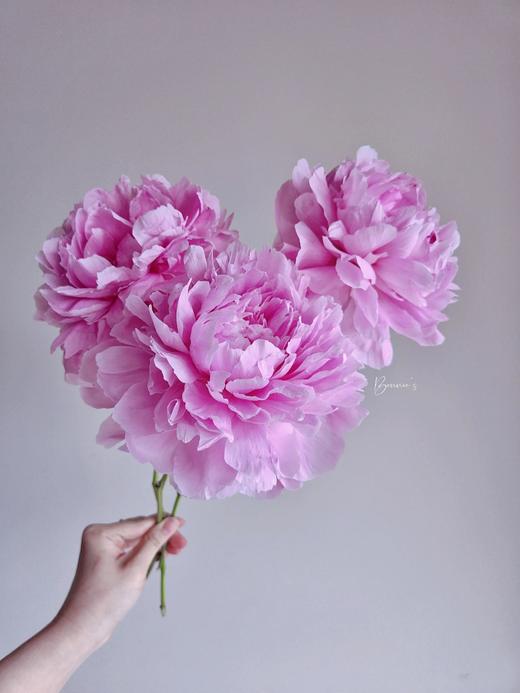 【晴雯重瓣大芍药】5支/份 第二份减10元 商品图5