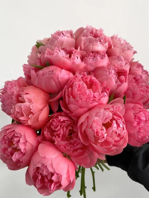 夏威夷珊瑚 10枝 团购（不支持用券） 商品图0