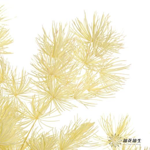永生花材 | 蓬莱松香槟 商品图4