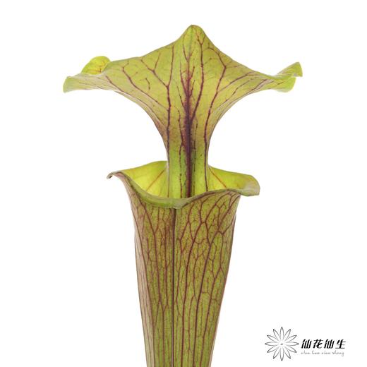 配花 | 大盖子瓶子草 商品图5