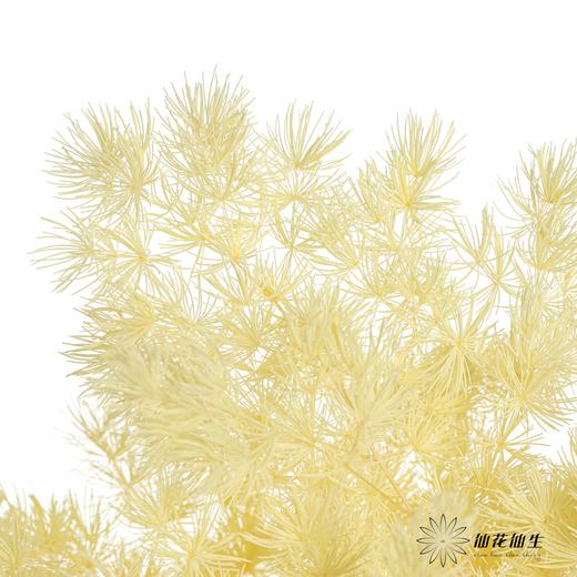 永生花材 | 蓬莱松香槟 商品图2