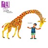 【中商原版】Eric Carle From Head to Toe 艾瑞卡尔 从头动到脚 平装 英文原版 进口图书 儿童故事绘本 激发运动技能 0-5岁 商品缩略图3