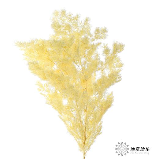 永生花材 | 蓬莱松香槟 商品图3