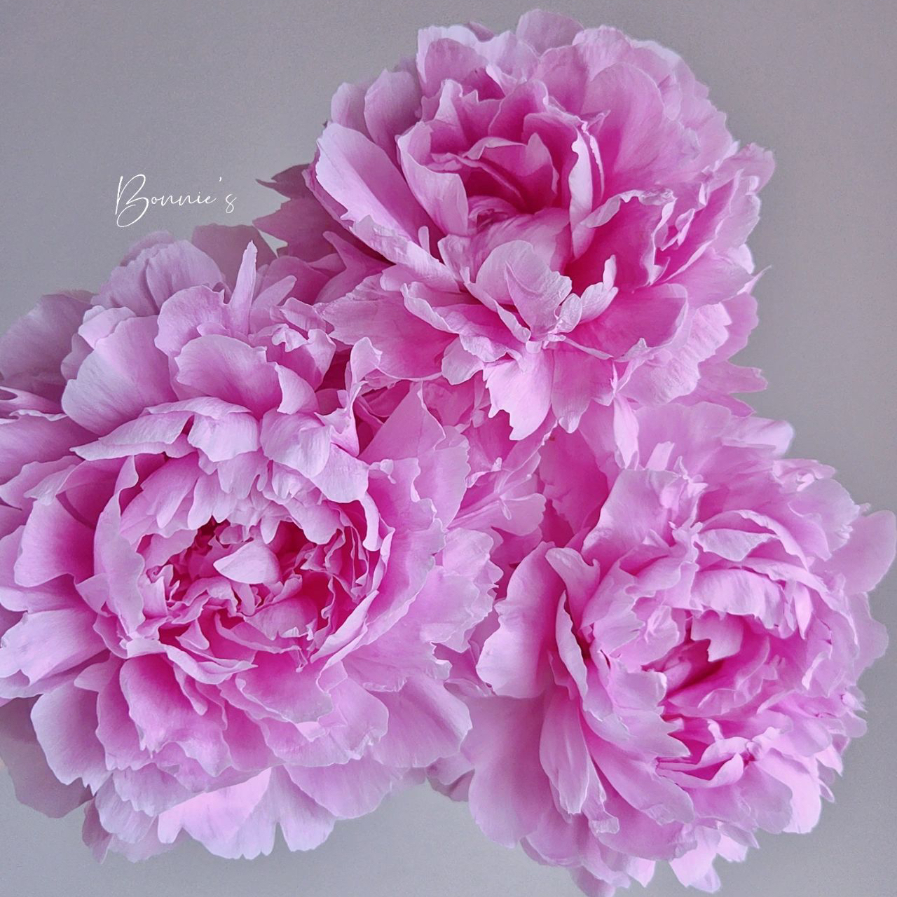 【晴雯重瓣大芍药】5支/份 第二份减10元