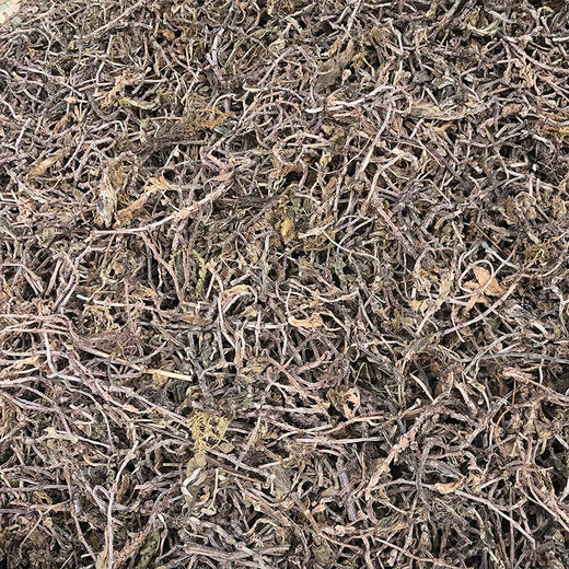 垂盆草 商品图1