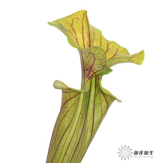 配花 | 大盖子瓶子草 商品图7